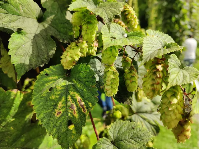 Hops growing on a vine